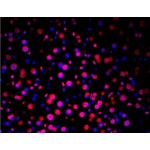 TUNEL LiFluor™ 647 Apoptosis Detection Kit (50 rxns)